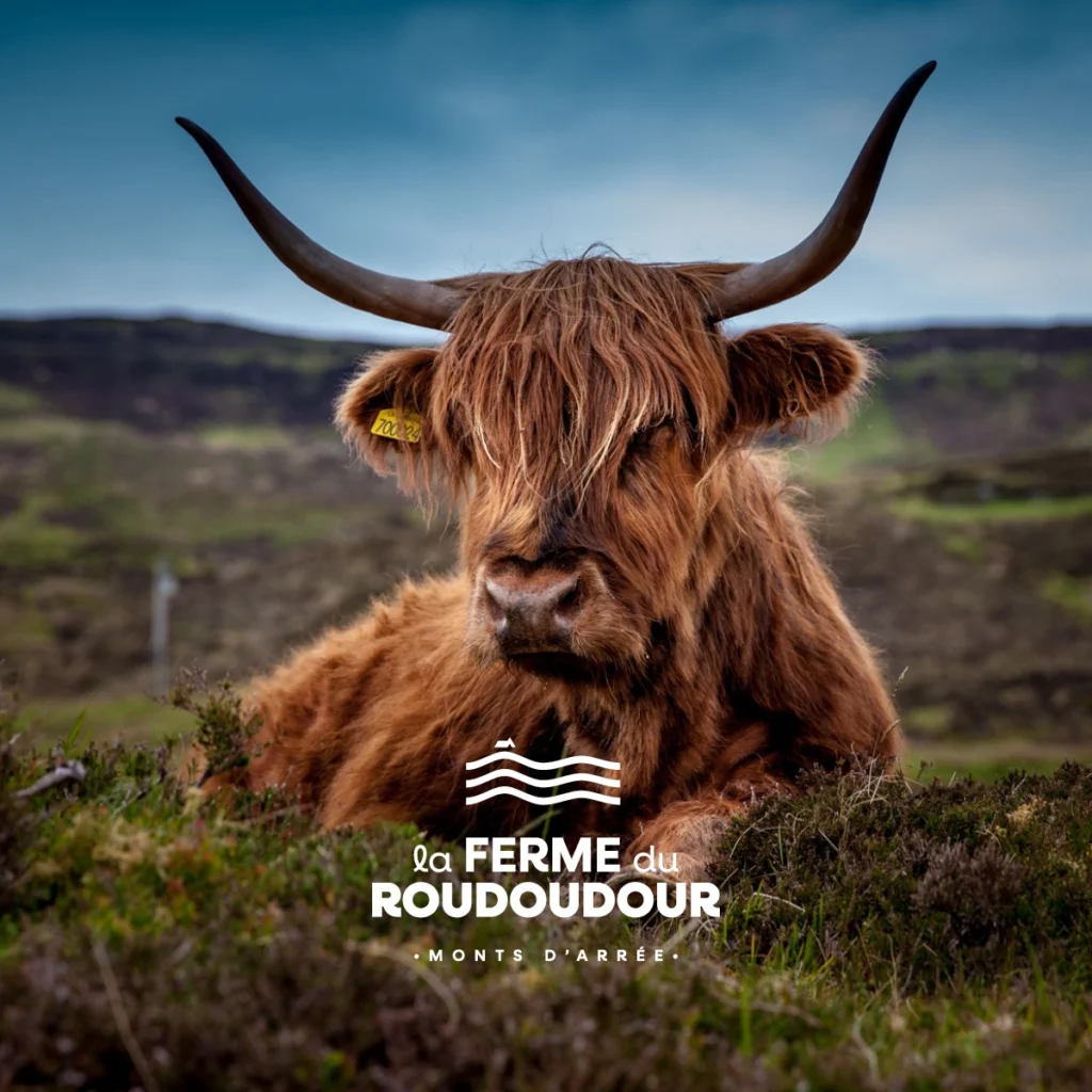 Logo de la Ferme du Roudoudour sur une photo d'une vache Highland Cattle