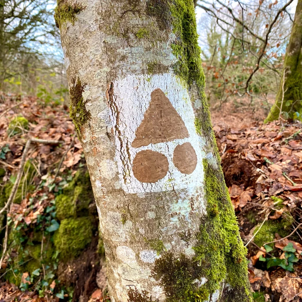 Signalisation d'un chemin de randonnée sur un arbre